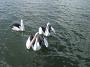 Tuncurry-PhilRoach 059